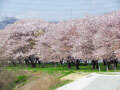 SHIRASAGI川堤防の桜が開花しました。